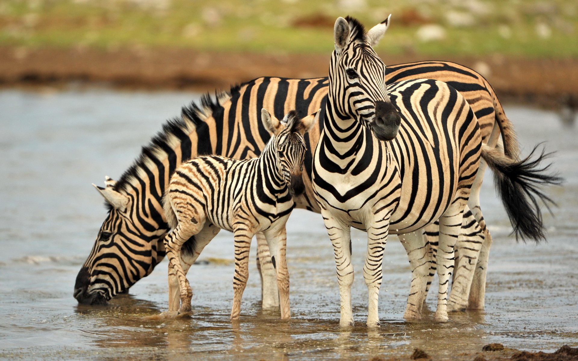 Nairobi National Park, Kenya